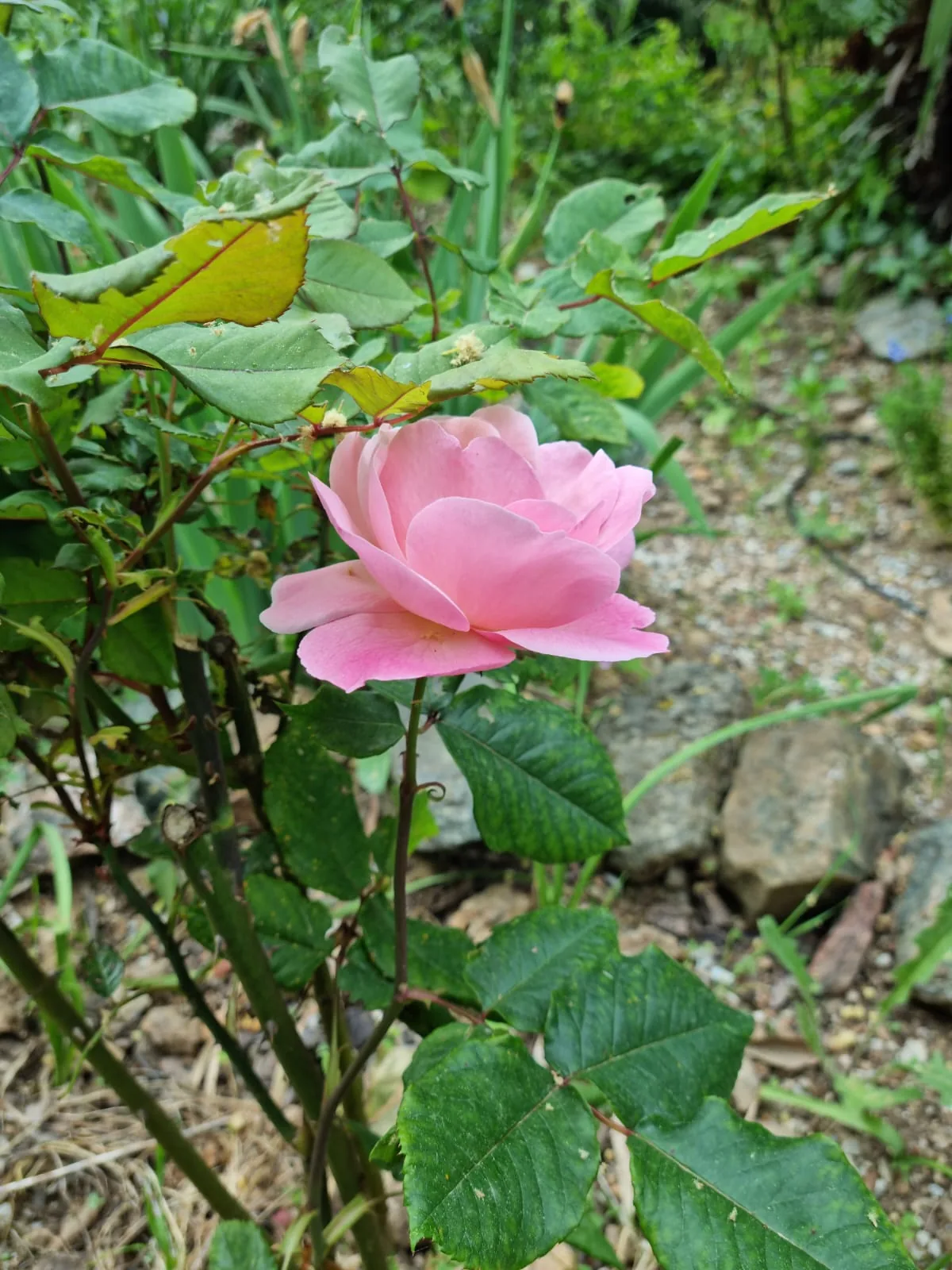 rose